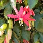 Passiflora manicata Fleur