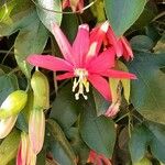 Passiflora manicata Flower