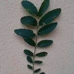 Zanthoxylum rhoifolium 葉