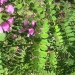 Indigofera heterantha Leaf