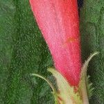 Columnea nervosa Fleur