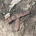 Anadenanthera colubrina ഫലം