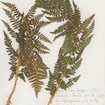 Dryopteris villarii Fulla