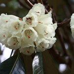 Rhododendron macabeanum Çiçek