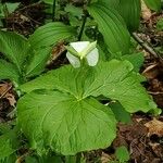 Trillium flexipes 叶