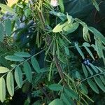 Indigofera tinctoria 整株植物