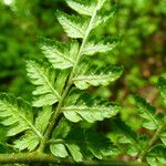 Dryopteris dilatata Лист