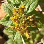 Solidago rugosaLeaf