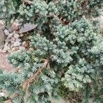 Juniperus squamata Листок