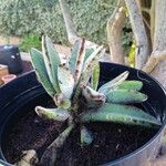 Kalanchoe tomentosa Folha