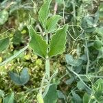 Lathyrus odoratus Fuelha