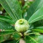 Alibertia edulis Fruit