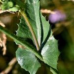 Sonchus oleraceus Leaf