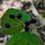 Viburnum acerifoliumVaisius