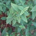 Cistus populifolius Likasa