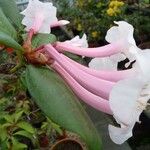Rhododendron armitii Blomst