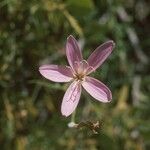 Lygodesmia grandiflora Flor