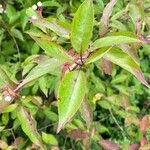 Cornus racemosa Blatt