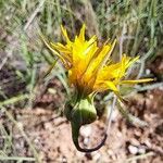 Reichardia picroides Blüte