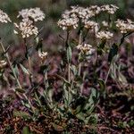 Thlaspi perfoliatum Çiçek