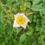 Rosa agrestis Flower