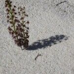 Drosera porrecta