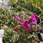 Pedicularis rostratocapitata ফুল