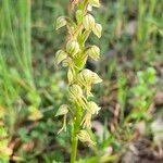 Orchis anthropophora Цвят