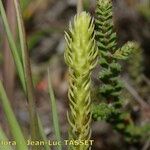 Lycopodiella inundata Hábito