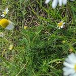 Tripleurospermum maritimum Other