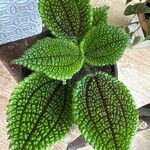 Pilea involucrata Frunză