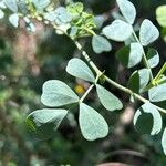 Coronilla valentina Blatt