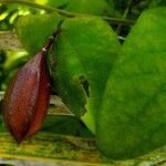 Passiflora capsularis Плод