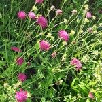 Knautia macedonica Агульны выгляд