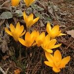 Crocus angustifolius Λουλούδι