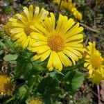 Doronicum orientale Fula