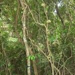 Oxera subverticillata Hábito