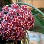 Hoya pubicalyx Květ