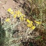 Helichrysum italicum Blomst