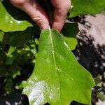 Quercus marilandica Hoja