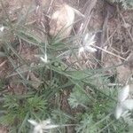 Cyperus niveus Φύλλο