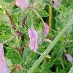 Ononis spinosa Flower