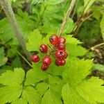 Actaea rubra Frukt