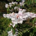 Rhododendron oreodoxa Kvet