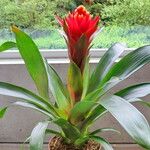 Guzmania lingulata অভ্যাস