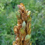 Sidalcea cusickii 整株植物