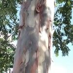 Eucalyptus deglupta Bark