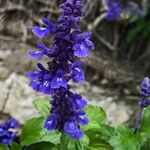 Salvia farinaceaFloare