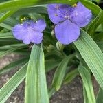 Tradescantia virginianaΛουλούδι