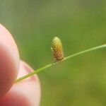 Cyperus subsquarrosus Fruit